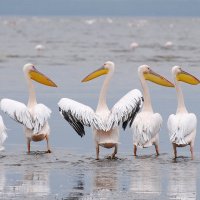 По сторонам... :: Ирина С