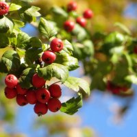 Плоды декоративного боярышника :: Татьяна Смоляниченко Плоды декоративного боярышника :: Татьяна Смоляниченко