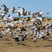 Чайки испугались :: Георгий А