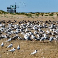Чайки отдыхают :: Георгий А