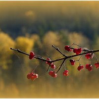 с бересклетом.. :: Aleksandr Gal