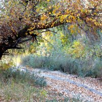Осень :: Олегъ Петрович