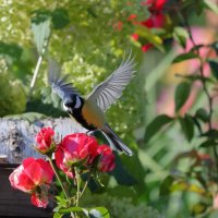 Синица и роза... :: владимир 