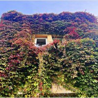 Виноград замка Лаукен. :: Валерия Комова Виноград замка Лаукен. :: Валерия Комова