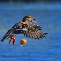 Маша-растеряша. :: Татьяна Бравая Маша-растеряша. :: Татьяна Бравая