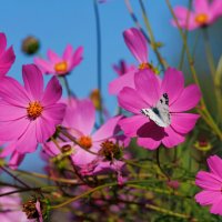 Прощание с летом :: Светлана Тихонина