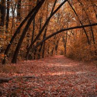 Осенняя арка :: Александр Синдерёв