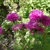 Астра :: Рита Симонова