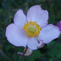 Ветреница :: Рита Симонова Ветреница :: Рита Симонова