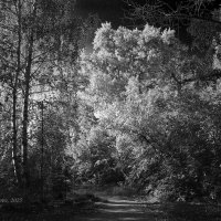 Природный пейзаж в монохроме :: Александр Синдерёв