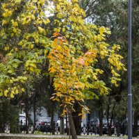 Краски  осени :: Валентин Семчишин