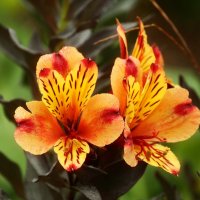 Доброе утро :: Юрий. Шмаков