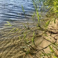 Речная зыбь :: Любовь 