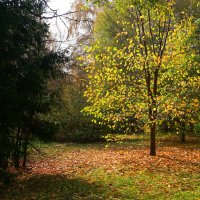Солнечное дерево :: Наталия Григорьева