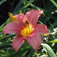 Лилейник :: Freddy 97