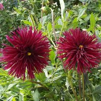 Георгины :: Freddy 97