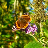 Бабочка Адмирал :: Aida10 Бабочка Адмирал :: Aida10