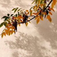 *** :: Любимова Ольга 