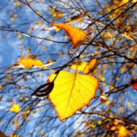 Осенний лист :: Владимир Помазан