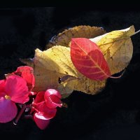 3 октября в ЦПКиО :: Михаил Бибичков 3 октября в ЦПКиО :: Михаил Бибичков