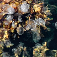 Медузы Черного моря :: But684 