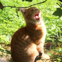 Домашние животные :: жанна нечаева