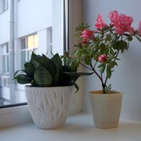 азалия :: zavitok *