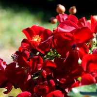 *** :: Павленко Михаил 