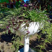 Осень в парке Октября :: Нина Бутко