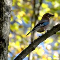 Сойка. :: Сергей Владимирович Егоров Сойка. :: Сергей Владимирович Егоров