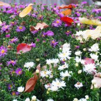 Листопад :: Сергей Ц