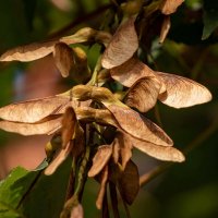 Вертолётики... :: Николай Гирш