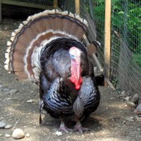 Индюк :: Наталья 