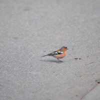 Зяблик :: Владимир Филимонов