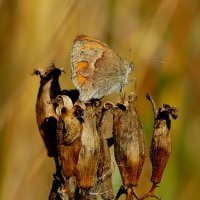 опять про бабочек 37 :: Александр Прокудин опять про бабочек 37 :: Александр Прокудин