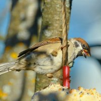 полевой... :: Andrey Bragin 