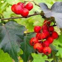 Рябина в октябре. :: Милешкин Владимир Алексеевич 