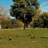 Колесо обозрения "Солнце Мосвкы" на ВДНХ за Останкинским сквером. :: Татьяна Помогалова