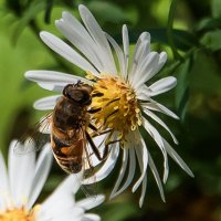 *** :: Владимир Безбородов
