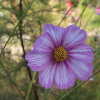 Космея :: Дмитрий И_