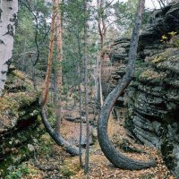 Плящущееся сосны :: Георгиевич 