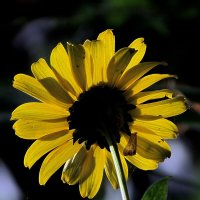 Растительный мир :: Роман Савоцкий