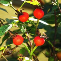 Роза отцвела :: Людмила Смородинская