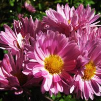 Красавицы осенние :: Людмила Смородинская