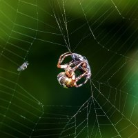 Консервы. :: Анатолий. Chesnavik.