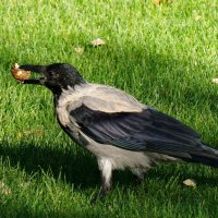 А что на обед... :: Николай Саржанов