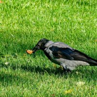 А что на обед... :: Николай Саржанов