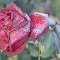 Роза в инее. :: сергей ермошкин