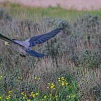 А человеку чипсов недадим !!! :: Giant Tao /