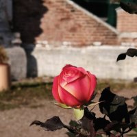 *** :: Любимова Ольга 